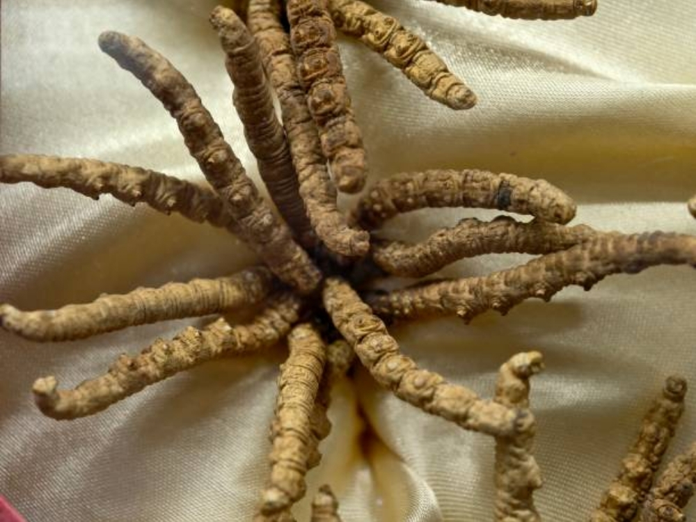 Con Đông trùng hạ thảo sống ở đâu?